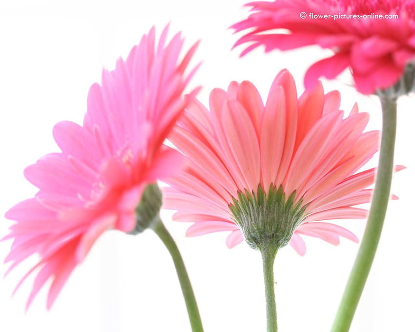 Gerbera Daisies , Pink Gerbera Daisy HD wallpaper