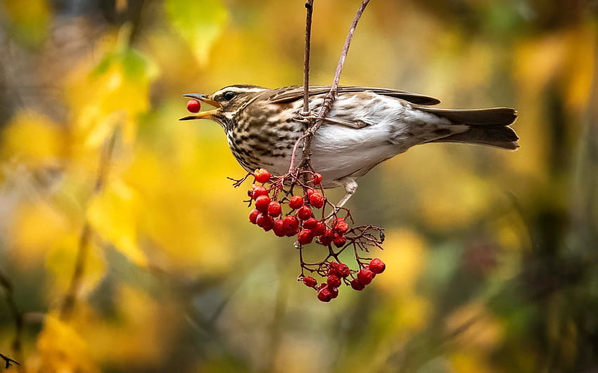 Bird and Rowanberries, autumn, Latvia, bird, rowan HD wallpaper