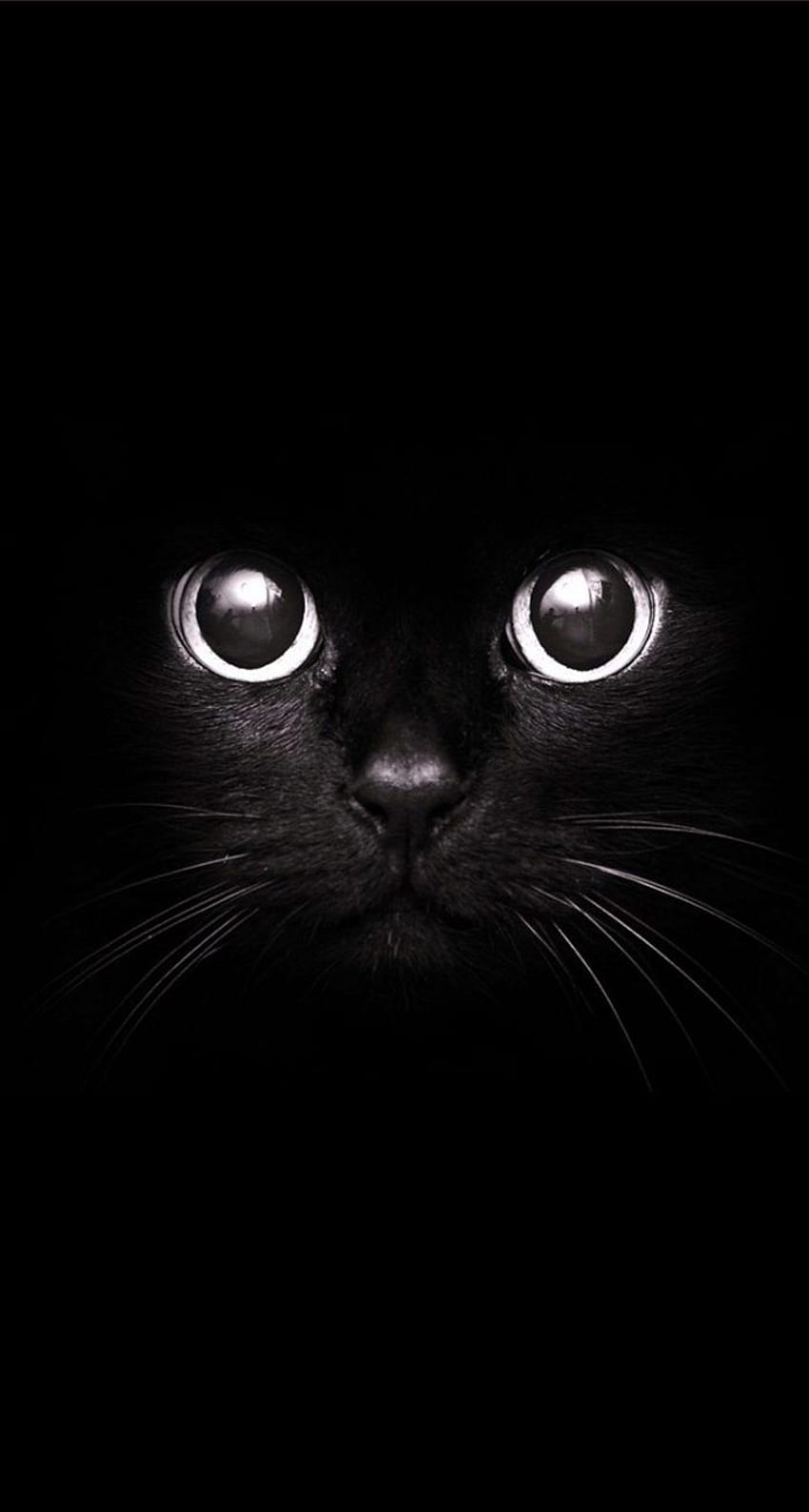 ปักหมุด , Cool Black Cat วอลล์เปเปอร์โทรศัพท์ HD