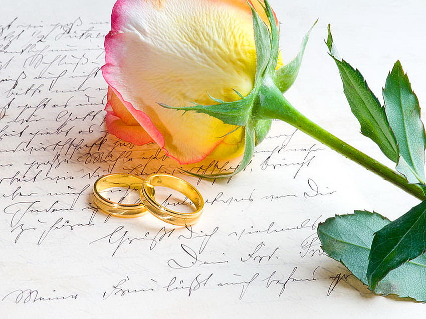 Czerwona żółta róża, pierścienie, piękny, ładny, róża, list, ślub, ładny, kwiat, żółty, czerwony, śliczny Tapeta HD