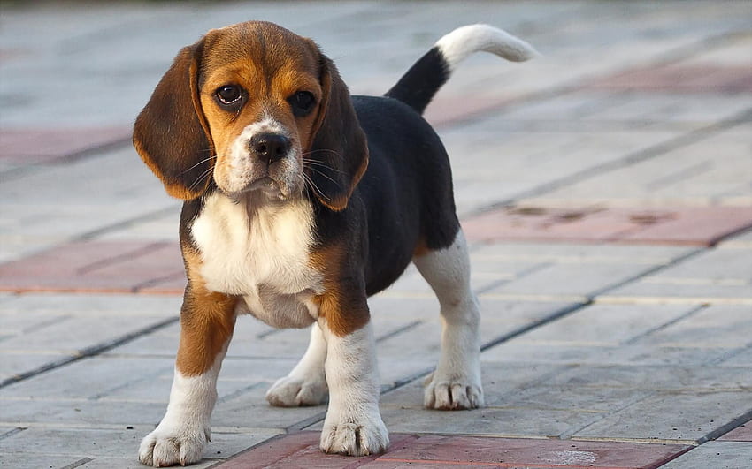 Very Beautiful Beagle Dog And, Beagle Drawing HD wallpaper