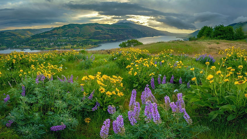 Columbia River Gorge, Oregon, hills, clouds, landscape, flowers, meadow, sky, usa HD wallpaper