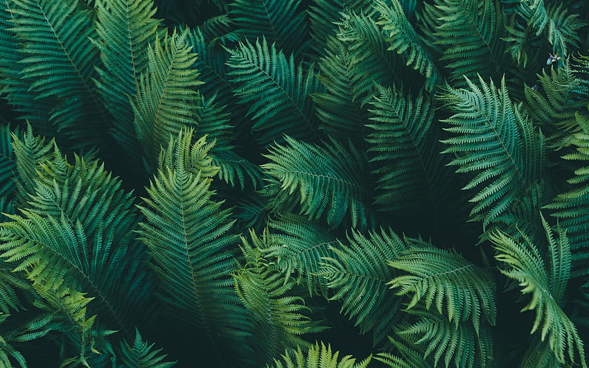 Liście paproci, natura, liść, zieleń, paproć, tekstura Tapeta HD