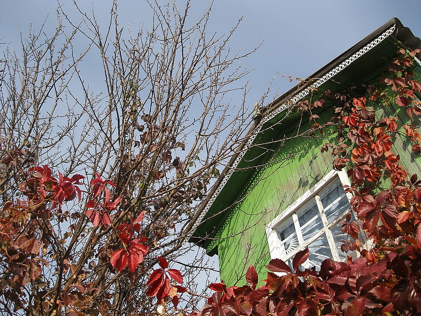 Natur, Herbst, Holz, Baum, Geäst, Ast, Haus, Fenster, Kastanie HD-Hintergrundbild