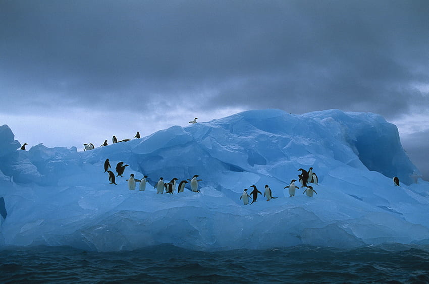 Животни, Пингвини, Океан, Айсберг HD тапет
