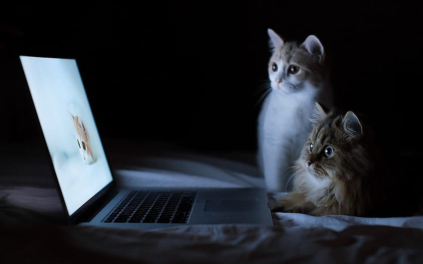 猫とラップトップ クール 高画質の壁紙