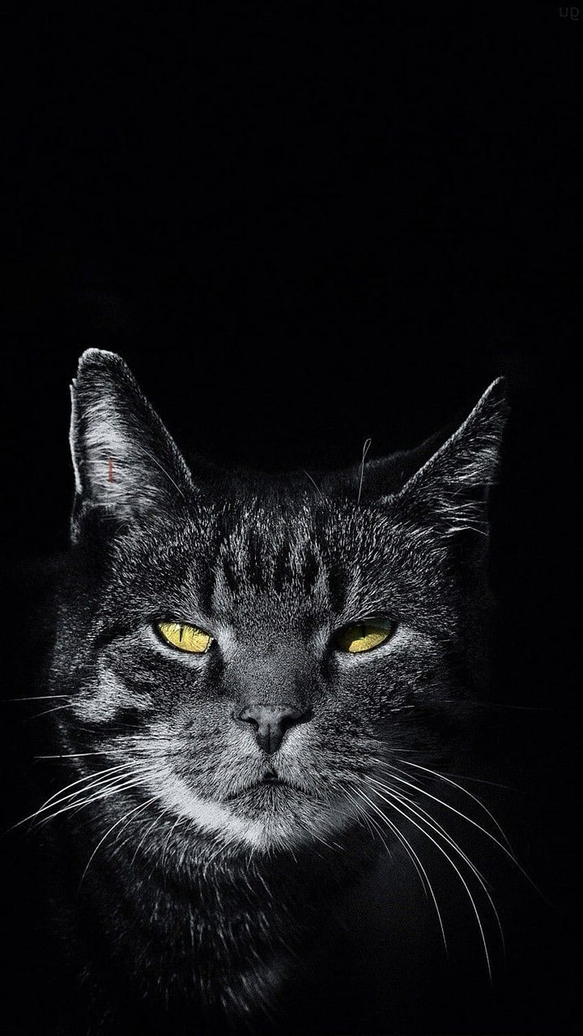Tout sur les animaux!, Creepy Cat HD phone wallpaper