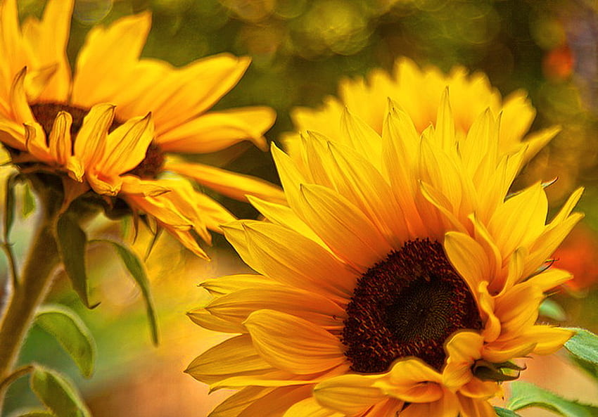 Pagi bunga matahari, sinar matahari, hijau, bunga, kuning dan hitam, bunga matahari Wallpaper HD