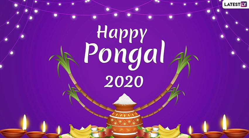 Happy Thai Pongal 2020 and for Online: Wish on Pongal With WhatsApp Messages, GIF Greetings and SMS on Tamil Harvest Festival, Happy Pongal HD wallpaper