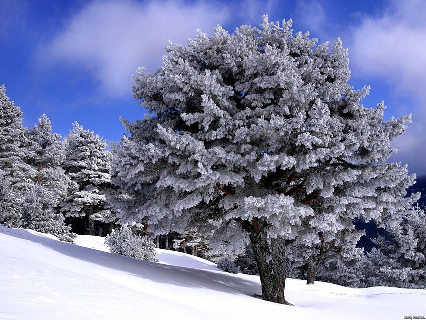 Natura, alberi, neve, pendio, discesa Sfondo HD
