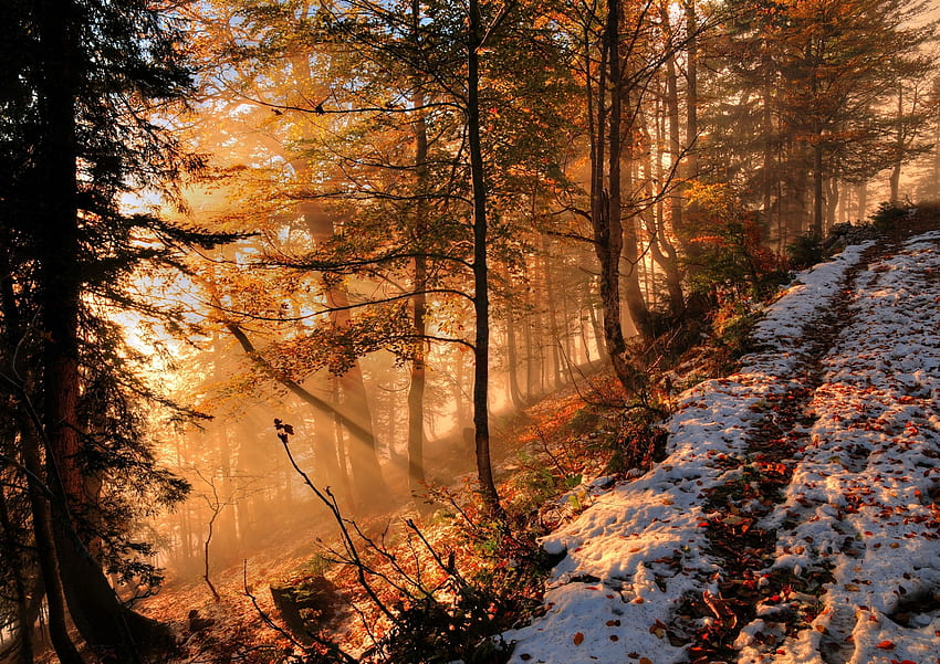 Autumn, Snow, Forest, Hill, Sunlight, Fog - Maiden HD wallpaper