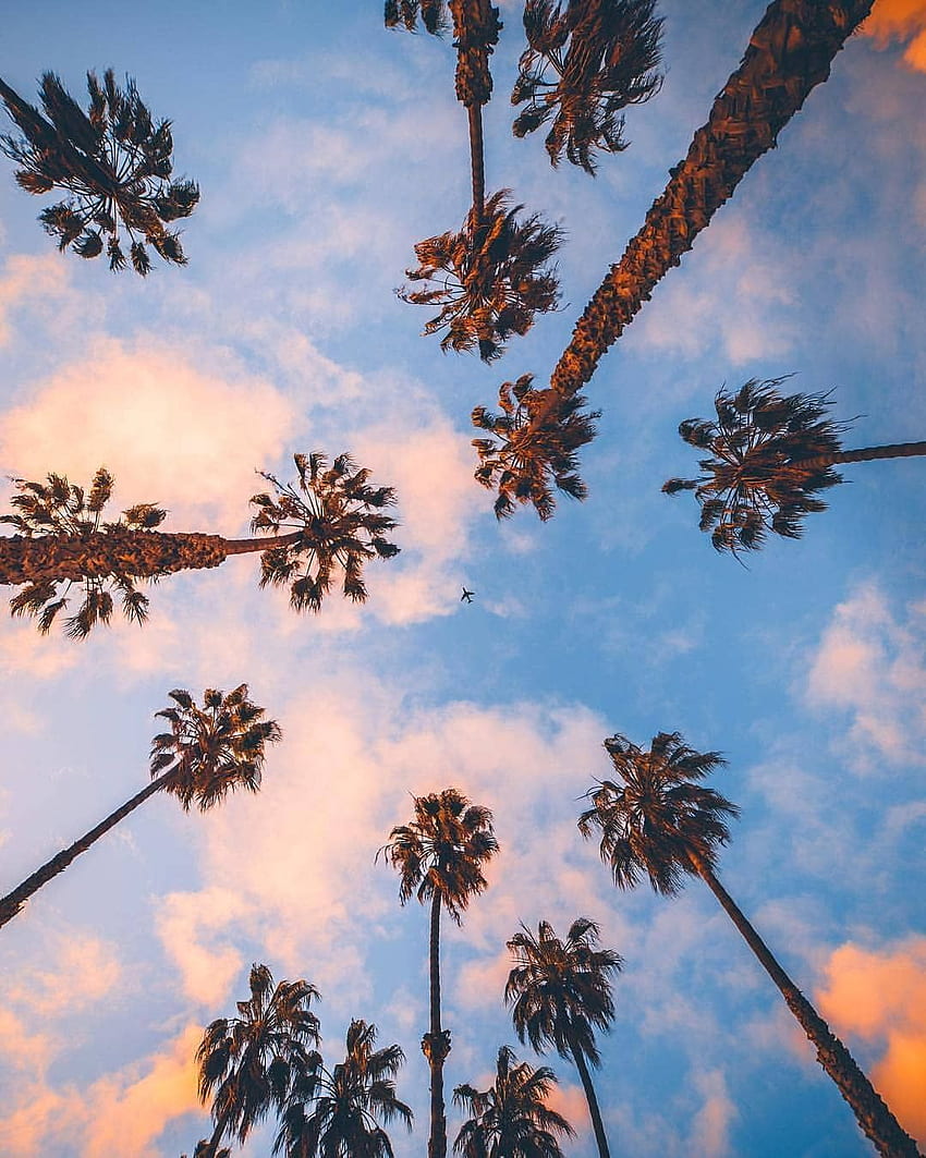 Kaliforniya Palmiye Ağaçları iPhone HD telefon duvar kağıdı