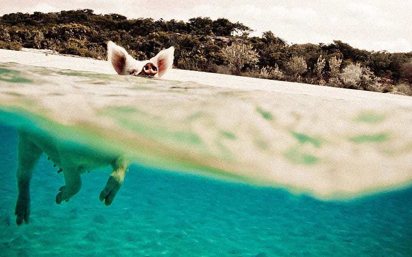 動物, 水, 泳ぐ, 泳ぐ, 豚 高画質の壁紙