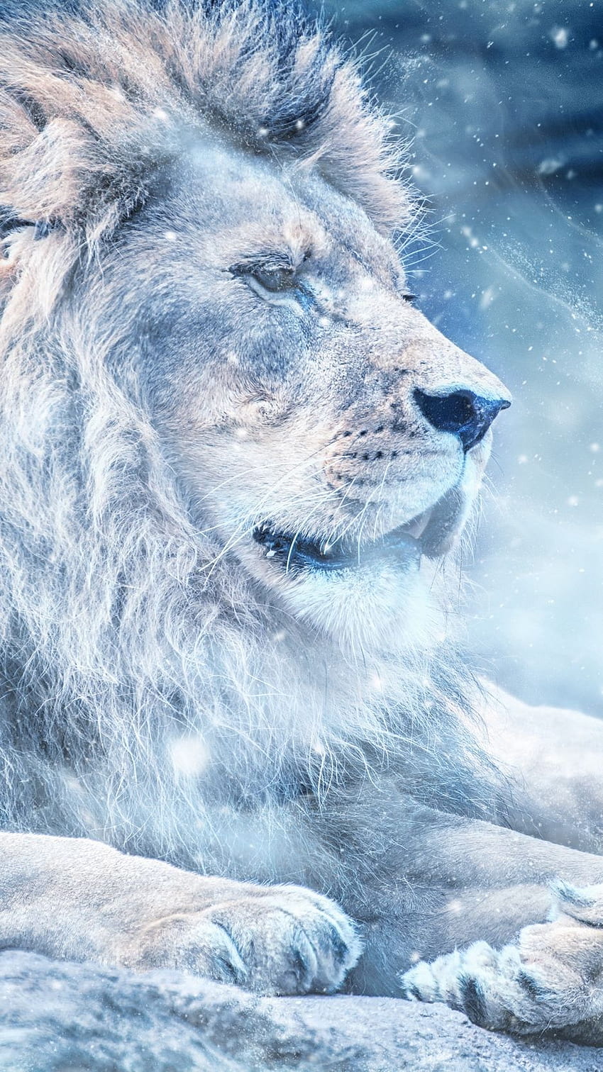 lion, snow, big cat, king of beasts HD phone wallpaper