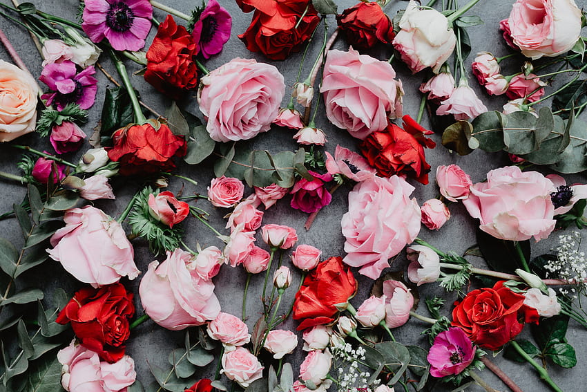Fleurs, Roses, Rose, Composition Fond d'écran HD