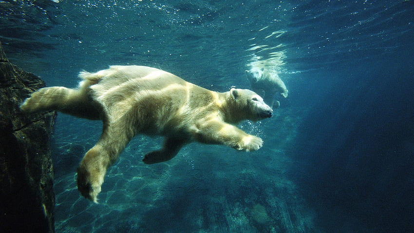 Животни, Да плуваш, Плувай, Под вода, Под вода, Бяла мечка HD тапет