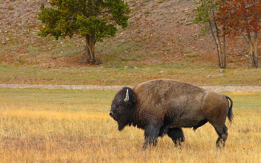 Animals, Grass, Field, Stroll, Buffalo, Bison HD wallpaper