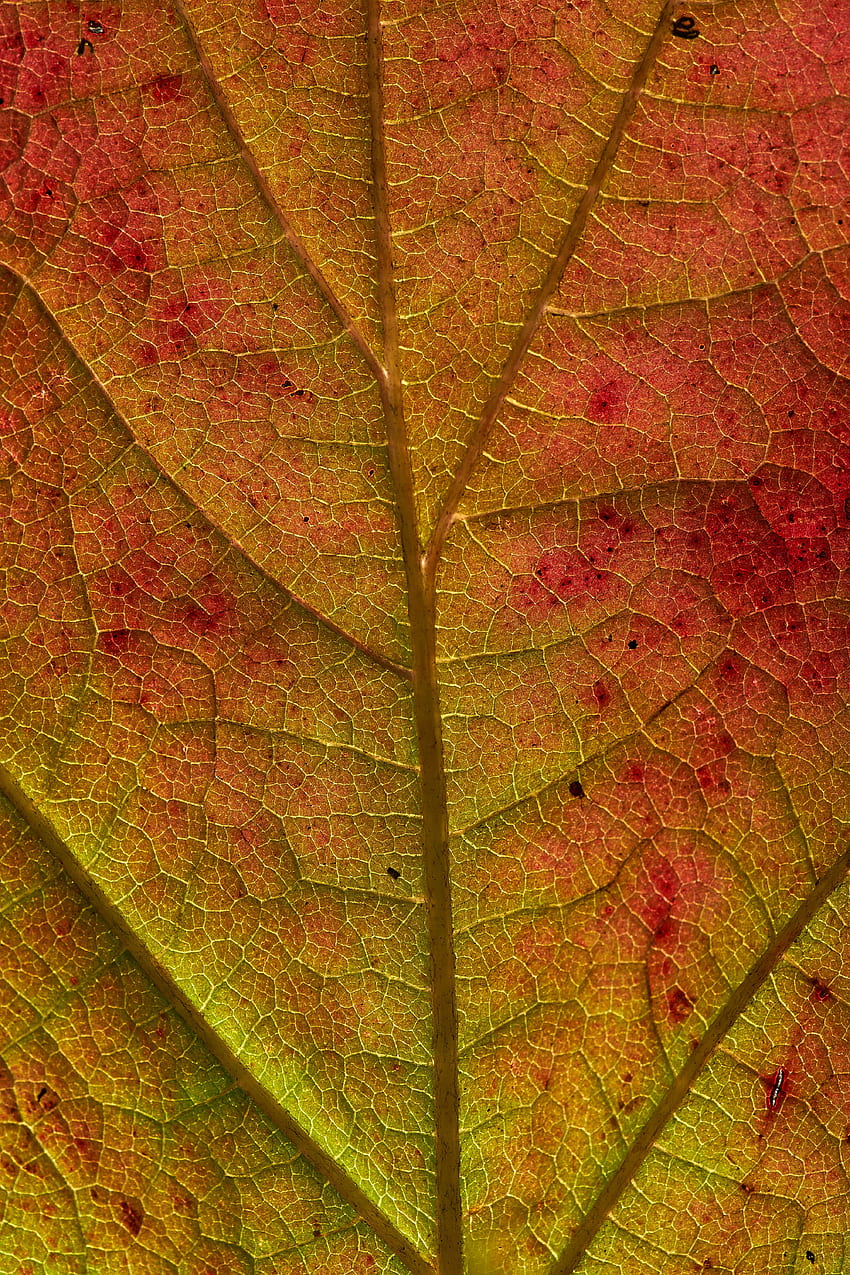 Autumn, Macro, Sheet, Leaf, Veins HD phone wallpaper