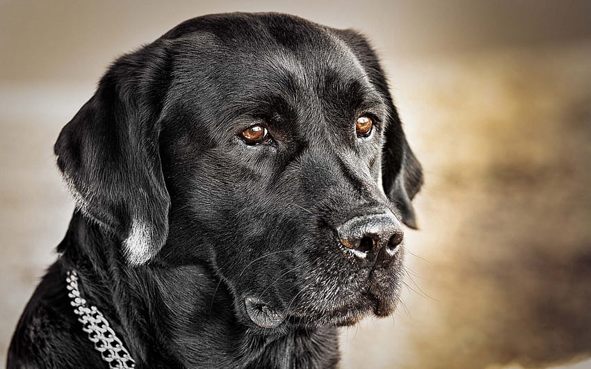 Tiere, Hund, Schnauze, Halsband, schwarzer Hund HD-Hintergrundbild