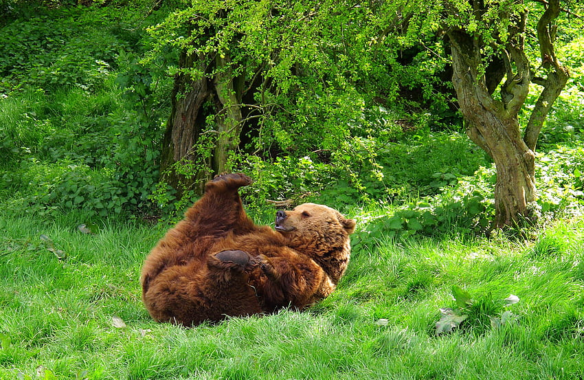 Tiere, Gras, hinlegen, liegen, tragen, verspielt HD-Hintergrundbild