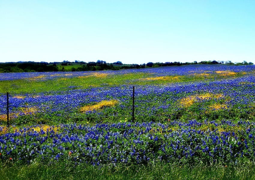 Bluebonnets in Spring, Bluebonnets, Campos, Flores, Natureza, Primavera papel de parede HD