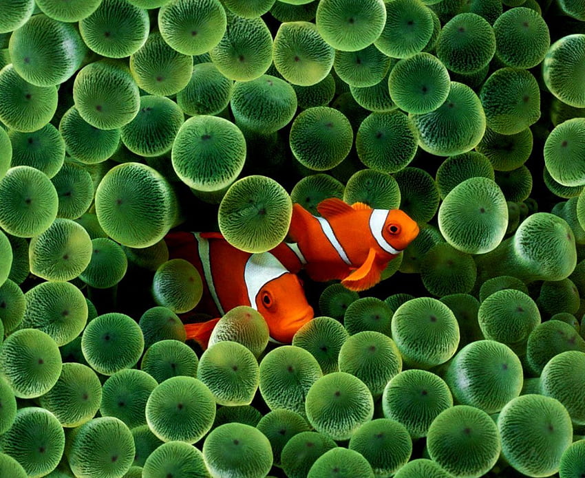 iPhone Clownfish HD wallpaper