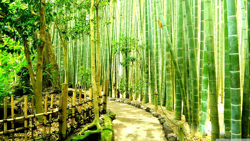 Bamboo Forest HD wallpaper