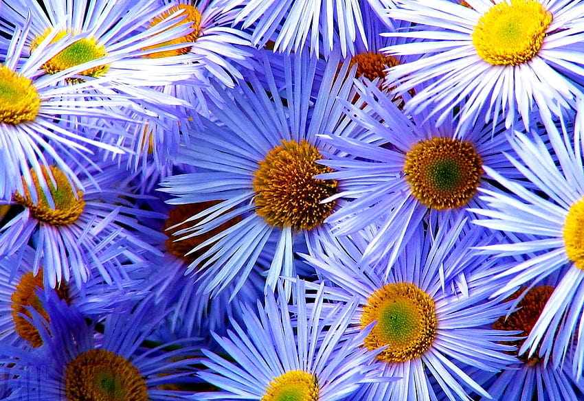 Background Flowers, Aromatic Aster, Flower Mosaic. HD wallpaper