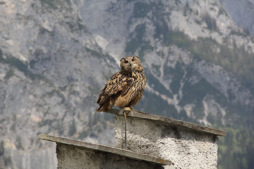 Animals, Owl, Bird, Sit, Predator, Roof HD wallpaper