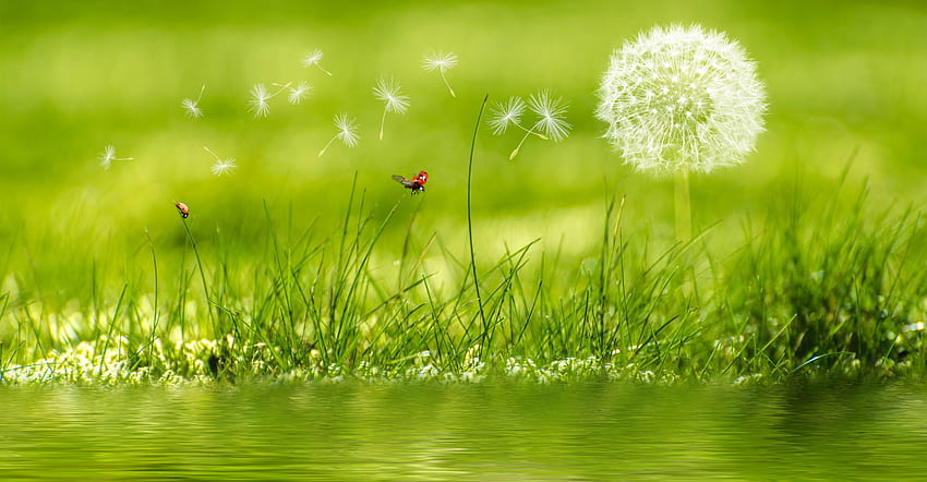 Meadow, Ladybug, Water, Reflection, Dandelion HD wallpaper