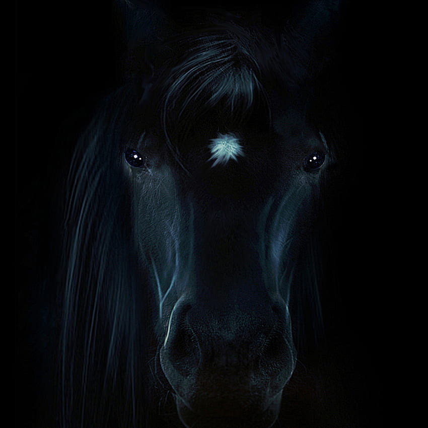 Horse Portrait iPad Air , Animals , , and Background, Horse Minimalist HD phone wallpaper