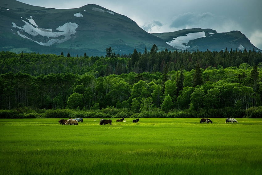 Green Field, horses, field, green, nature, mountain HD wallpaper