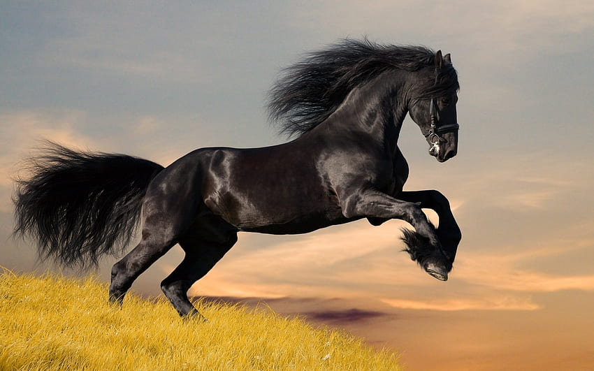 Animals, Horses HD wallpaper