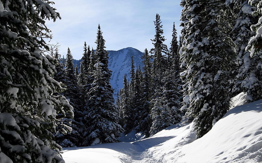 Colorado, Fir Trees, Wood, Trees, Colorado Snow HD wallpaper | Pxfuel