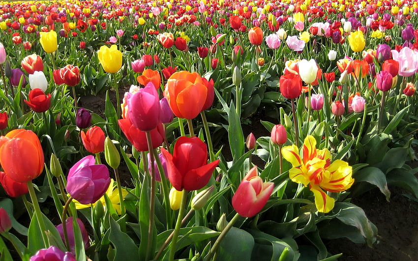 Musim Semi, Bunga, Tulip, Kecantikan, Bidang, Berbeda Wallpaper HD
