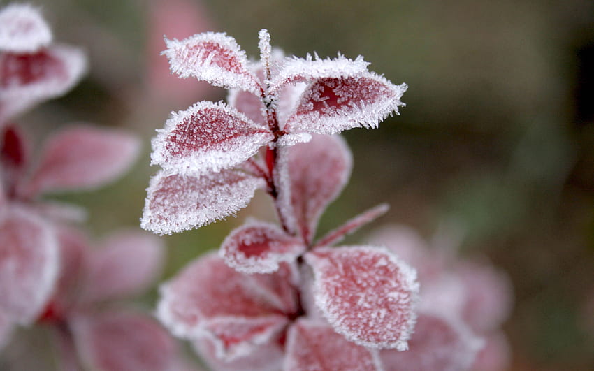 Winter, Natur, Gras, Blätter, Schnee, Frost, Rauhreif HD-Hintergrundbild