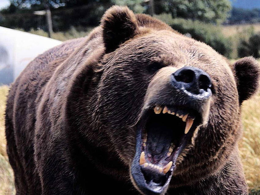 Orso Kodiak. Mostra di ringhio dell'orso di Kodiak. Orso arrabbiato, attacco animale, animali pericolosi Sfondo HD
