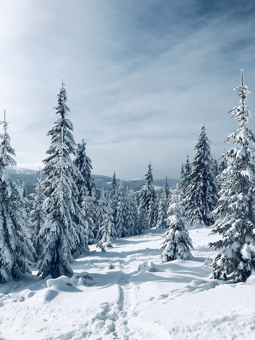 冬、松の木、自然、風景、木 HD電話の壁紙