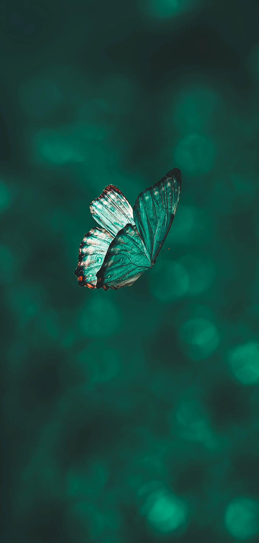 Green butterfly, naturaleza, nature, animal, mariposa, verde HD phone wallpaper