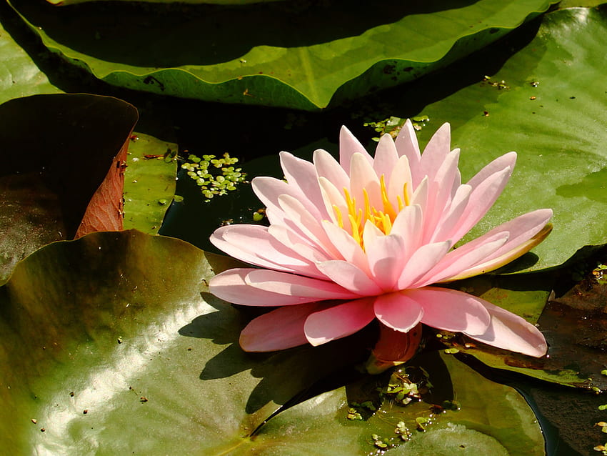 Lotus doux, tendresse, doux, beauté, rose, feuilles, lumière, fleur, luminosité, eau, lotus Fond d'écran HD