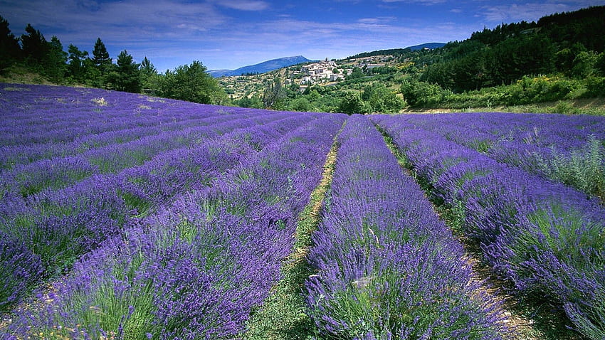 We are what our thoughts have made us; so take care about what you, Provence France HD wallpaper