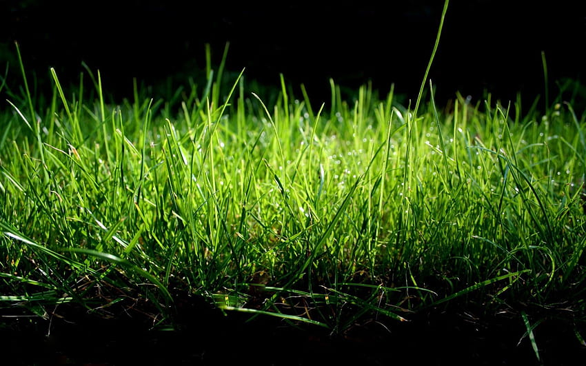 Grass, Macro, Wet, Shadow, Humid HD wallpaper