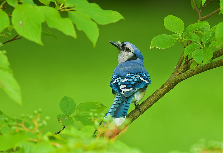 Blue Jay, Jay, animale, blu, albero Sfondo HD