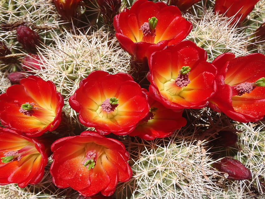 Cactus Beautiful Desert Red Flowers Garden Plants In Arizona And Texas For HD wallpaper