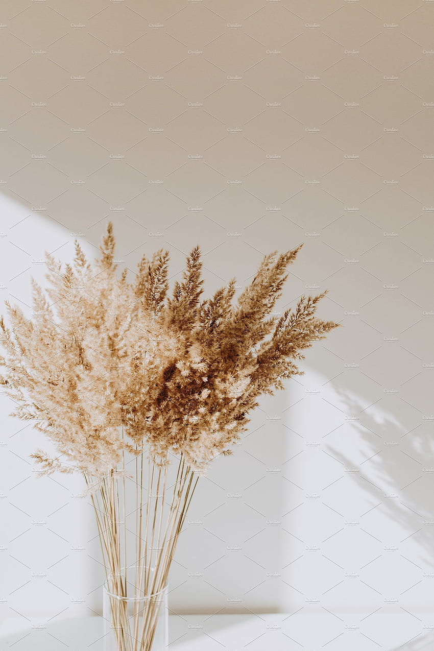 Тръстика във ваза от Floral Deco фон instagram телефон iphone дизайн сладък aest през 2020 г. Сухи цветя, кремава естетика, бежова естетика HD тапет за телефон