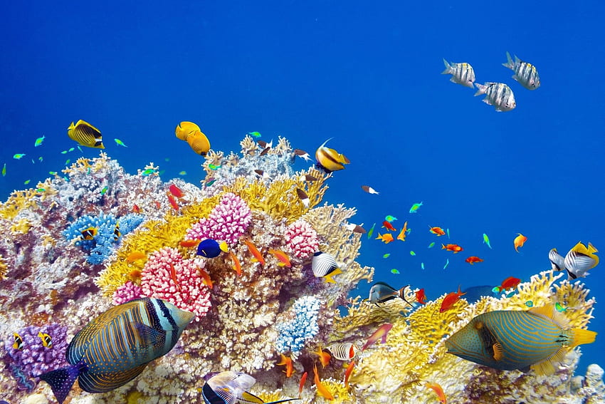 アンダーウォーターワールド サンゴ礁 熱帯魚 海 水中 ～サンゴ礁の海背景～ 高画質の壁紙