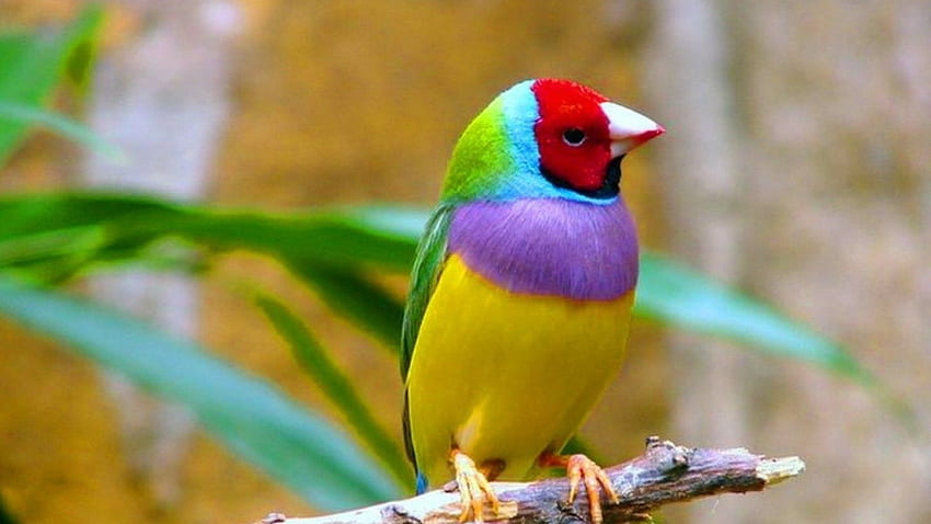 Birds Birds /. Pet Birds, Colorful Birds, Bird, Twitter Bird HD wallpaper