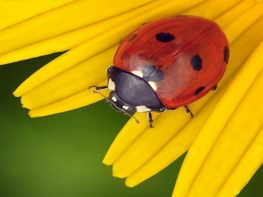 ladybug, summer, yellow, flower HD wallpaper