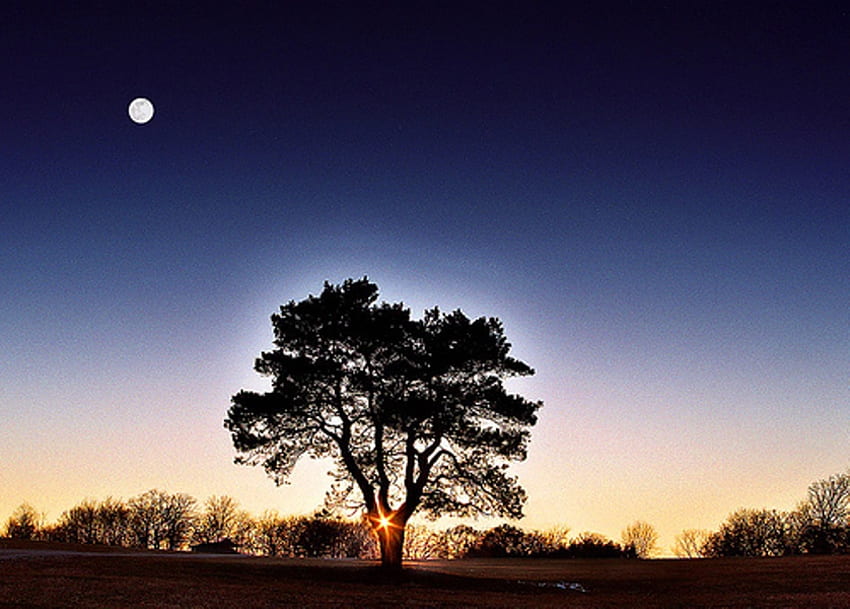 When Night Falls, night, moon, sun, tree HD wallpaper