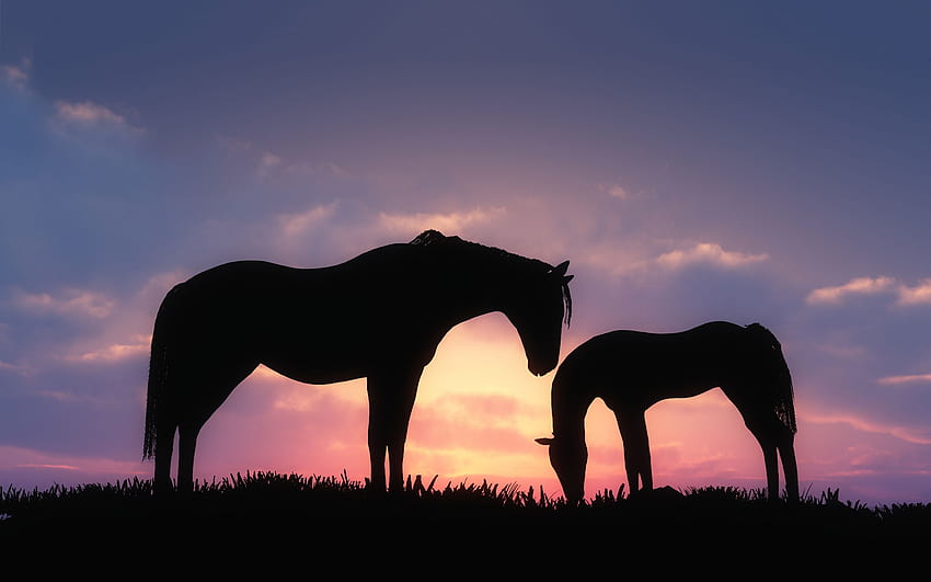 Silueta de puesta de sol. Caballos silueta al atardecer, Xena Horses fondo  de pantalla | Pxfuel